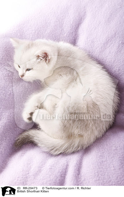 Britisch Kurzhaar Ktzchen / British Shorthair Kitten / RR-29473