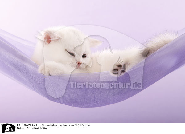 Britisch Kurzhaar Ktzchen / British Shorthair Kitten / RR-29491