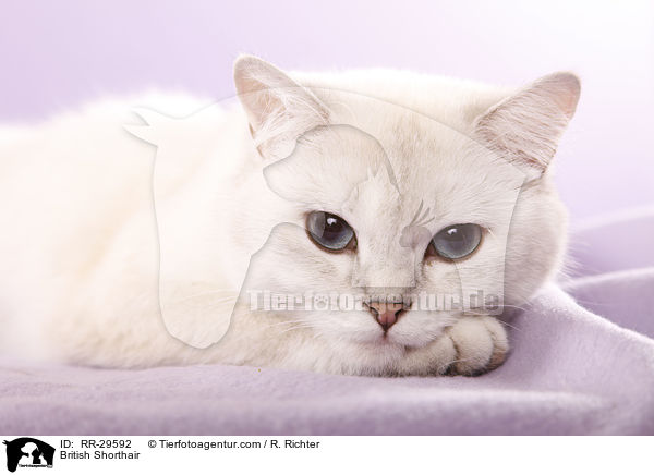 British Shorthair / RR-29592