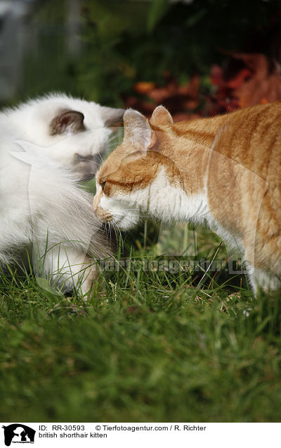 Britisch Kurzhaar Ktzchen / british shorthair kitten / RR-30593