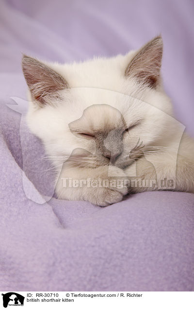 Britisch Kurzhaar Ktzchen / british shorthair kitten / RR-30710