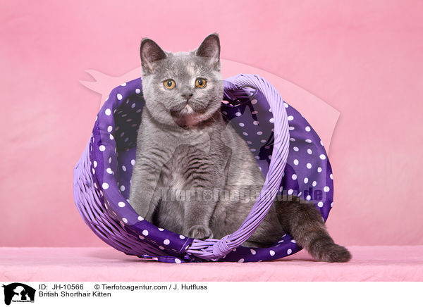 Britisch Kurzhaar Ktzchen / British Shorthair Kitten / JH-10566