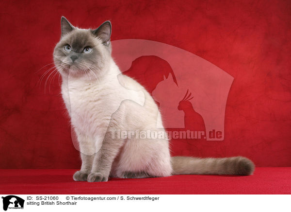 sitting British Shorthair / SS-21060