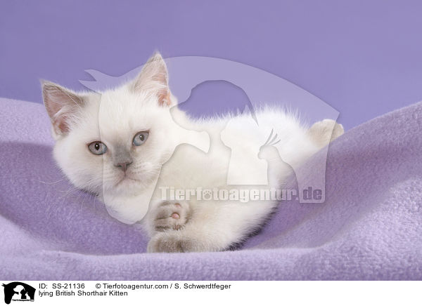 Britisch Kurzhaar Ktzchen / British Shorthair Kitten / SS-21136