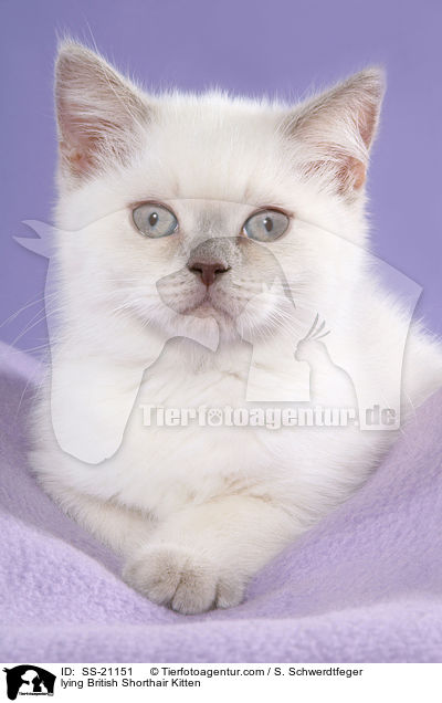 Britisch Kurzhaar Ktzchen / British Shorthair Kitten / SS-21151