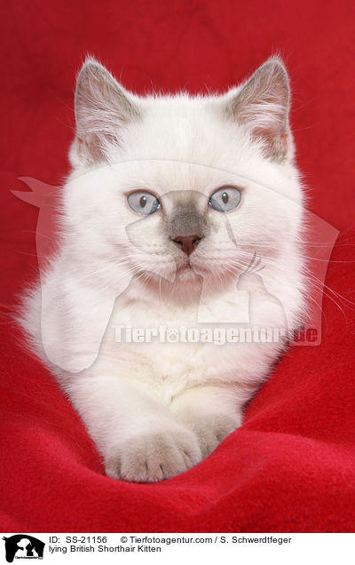 Britisch Kurzhaar Ktzchen / British Shorthair Kitten / SS-21156