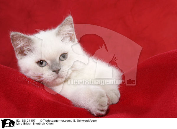 Britisch Kurzhaar Ktzchen / British Shorthair Kitten / SS-21157