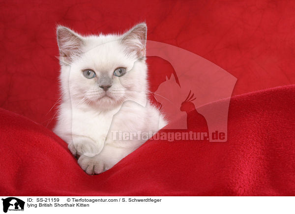 Britisch Kurzhaar Ktzchen / British Shorthair Kitten / SS-21159