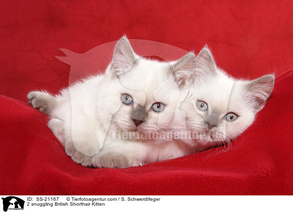 Britisch Kurzhaar Ktzchen / British Shorthair Kitten / SS-21167