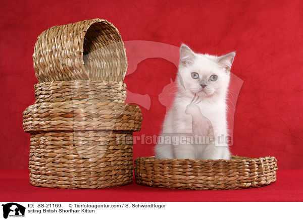 Britisch Kurzhaar Ktzchen / British Shorthair Kitten / SS-21169