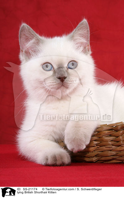 Britisch Kurzhaar Ktzchen / British Shorthair Kitten / SS-21174