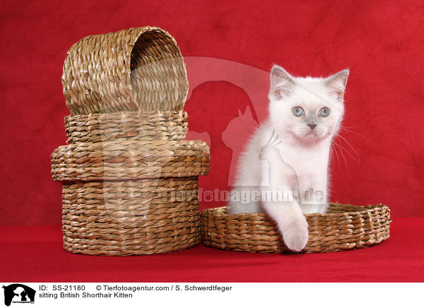 Britisch Kurzhaar Ktzchen / British Shorthair Kitten / SS-21180