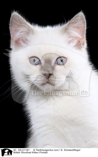 Britisch Kurzhaar Ktzchen / British Shorthair Kitten / SS-21181