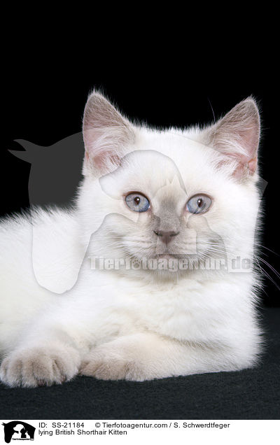 Britisch Kurzhaar Ktzchen / British Shorthair Kitten / SS-21184