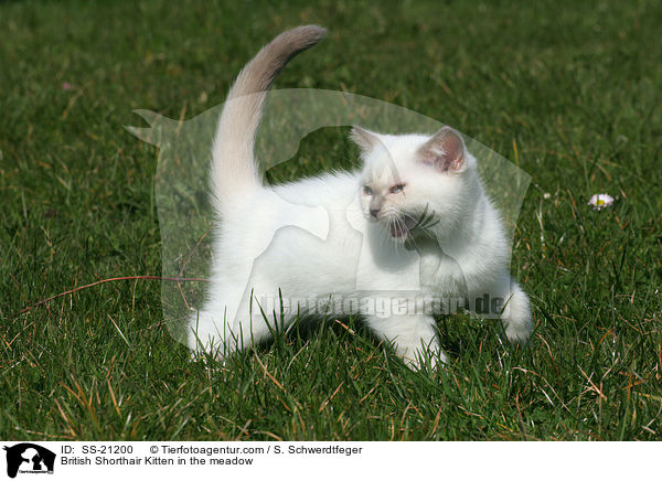 Britisch Kurzhaar Ktzchen / British Shorthair Kitten / SS-21200