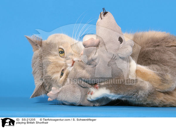 spielende Britisch Kurzhaar / playing British Shorthair / SS-21205