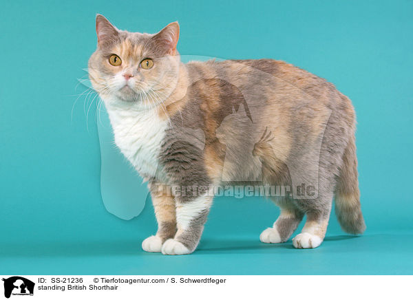 standing British Shorthair / SS-21236