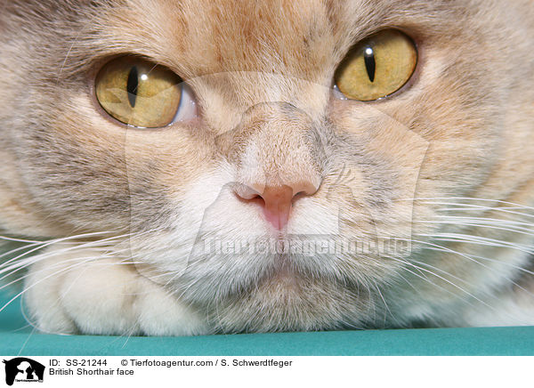 British Shorthair face / SS-21244