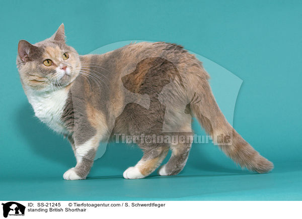 standing British Shorthair / SS-21245