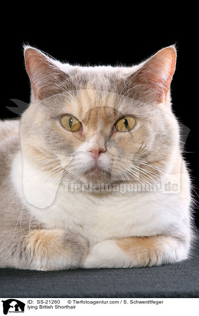 Britisch Kurzhaar / British Shorthair / SS-21260