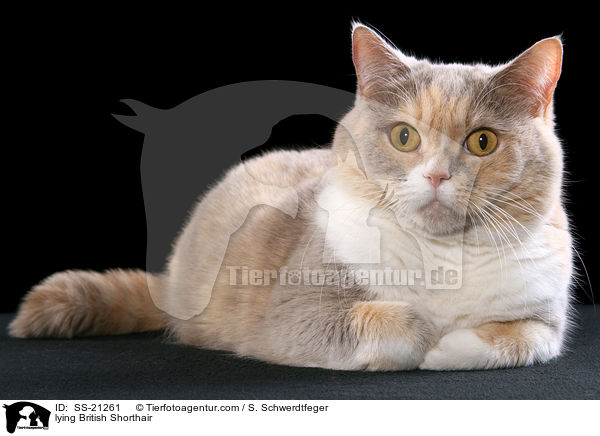 Britisch Kurzhaar / British Shorthair / SS-21261