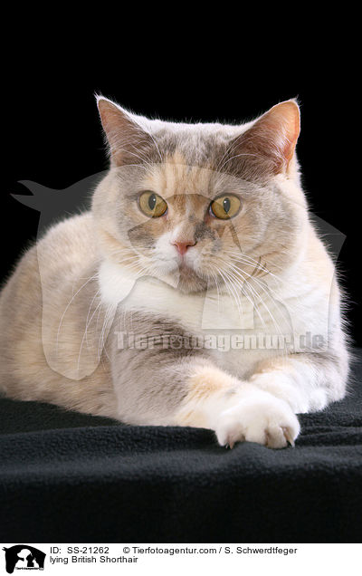 Britisch Kurzhaar / British Shorthair / SS-21262