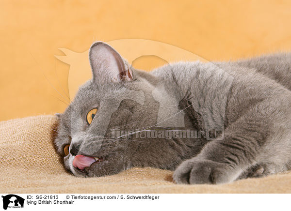 liegende Britisch Kurzhaar / lying British Shorthair / SS-21813