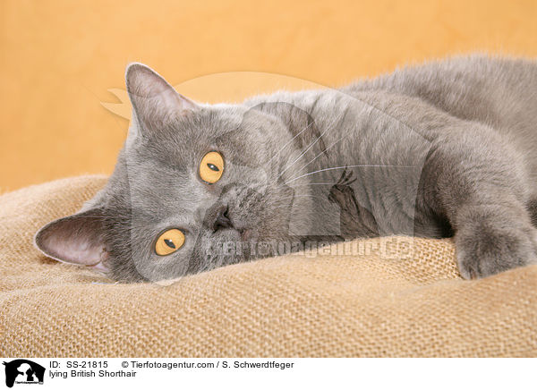 liegende Britisch Kurzhaar / lying British Shorthair / SS-21815