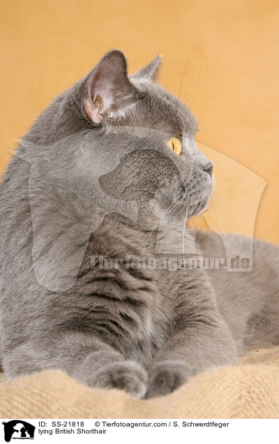 liegende Britisch Kurzhaar / lying British Shorthair / SS-21818