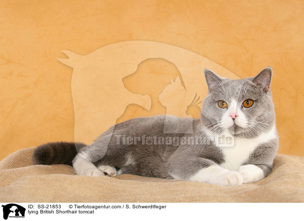 Britisch Kurzhaar / British Shorthair / SS-21853