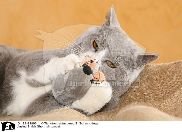 spielende Britisch Kurzhaar / playing British Shorthair / SS-21866