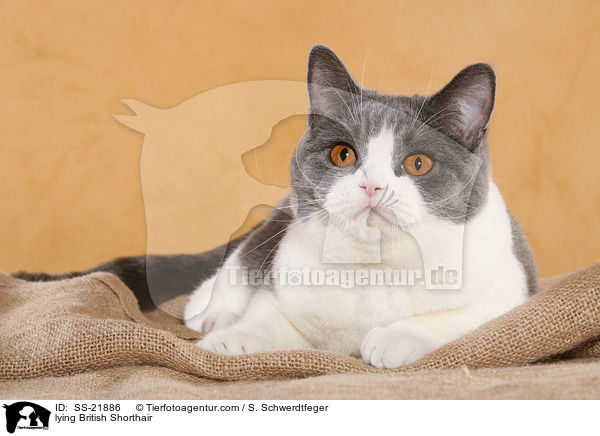 liegende Britisch Kurzhaar / lying British Shorthair / SS-21886