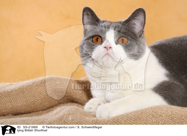 liegende Britisch Kurzhaar / lying British Shorthair / SS-21889