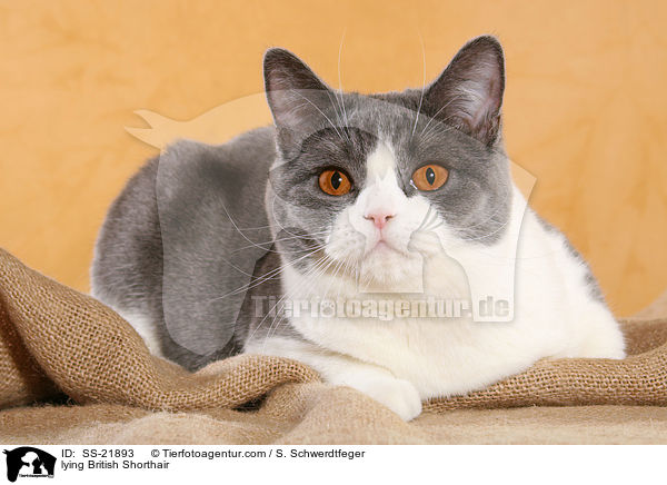 liegende Britisch Kurzhaar / lying British Shorthair / SS-21893