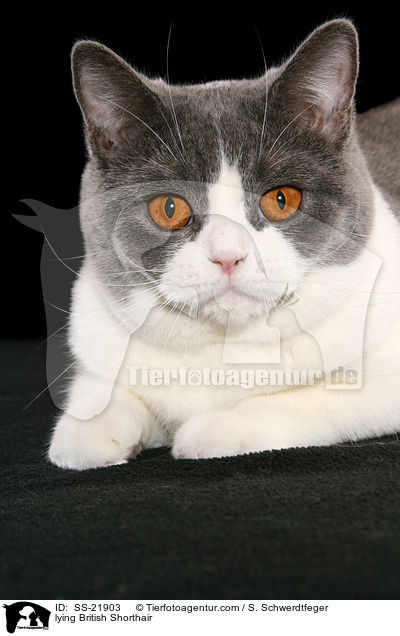 Britisch Kurzhaar / British Shorthair / SS-21903