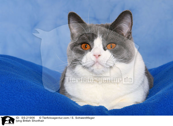 liegende Britisch Kurzhaar / lying British Shorthair / SS-21906