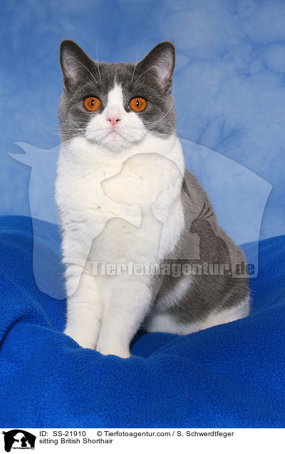 sitzende Britisch Kurzhaar / sitting British Shorthair / SS-21910