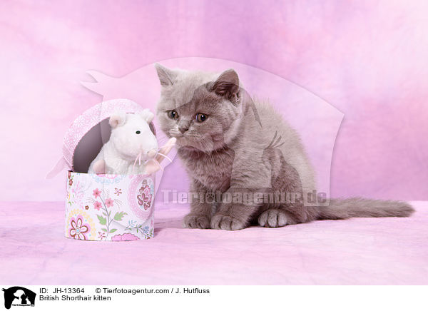 Britisch Kurzhaar Ktzchen / British Shorthair kitten / JH-13364