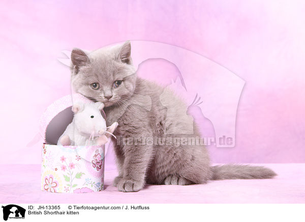 Britisch Kurzhaar Ktzchen / British Shorthair kitten / JH-13365