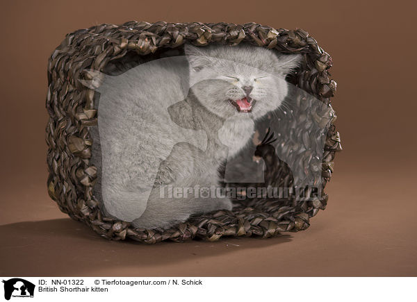 Britisch Kurzhaar Ktzchen / British Shorthair kitten / NN-01322