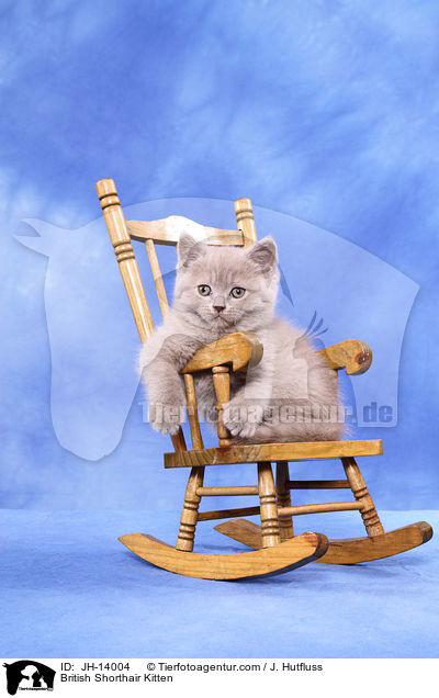 British Shorthair Kitten / JH-14004