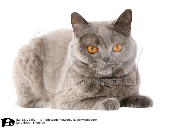 lying British Shorthair / SS-25152