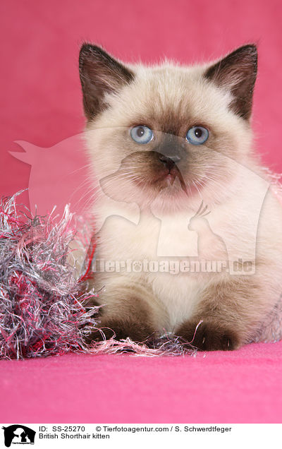 Britisch Kurzhaar Ktzchen / British Shorthair kitten / SS-25270