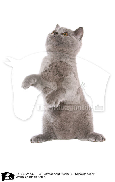 Britisch Kurzhaar Ktzchen / British Shorthair Kitten / SS-25637