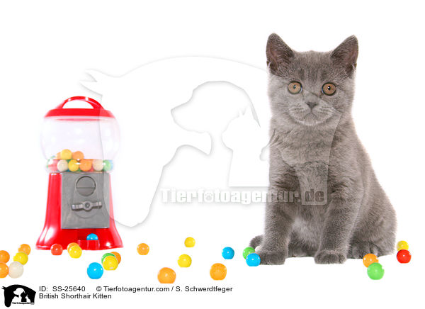 Britisch Kurzhaar Ktzchen / British Shorthair Kitten / SS-25640