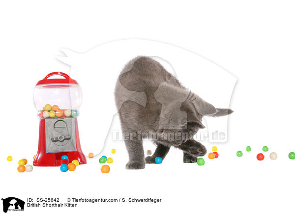 Britisch Kurzhaar Ktzchen / British Shorthair Kitten / SS-25642