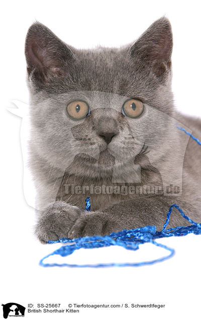 Britisch Kurzhaar Ktzchen / British Shorthair Kitten / SS-25667