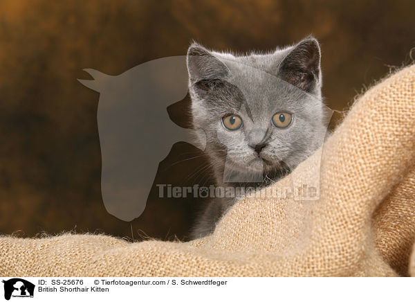 Britisch Kurzhaar Ktzchen / British Shorthair Kitten / SS-25676