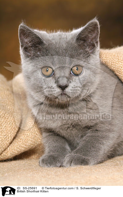 Britisch Kurzhaar Ktzchen / British Shorthair Kitten / SS-25691