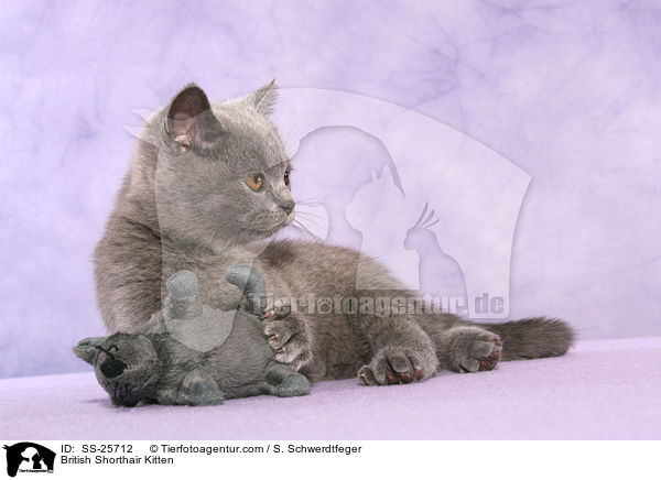 Britisch Kurzhaar Ktzchen / British Shorthair Kitten / SS-25712